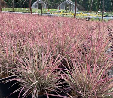 Schizachyrium scoparium 'Chameleon' - Little Bluestem from Pleasant Run Nursery