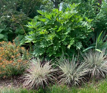 Schizachyrium scoparium 'Chameleon' 