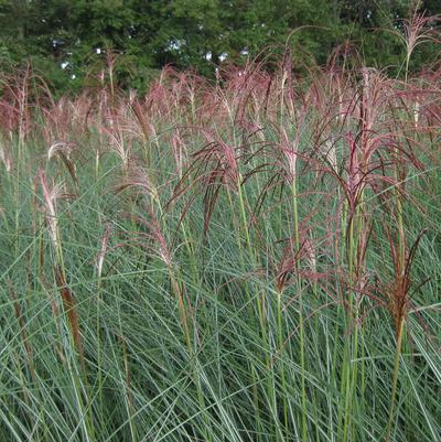 Miscanthus sinensis Gracillimus