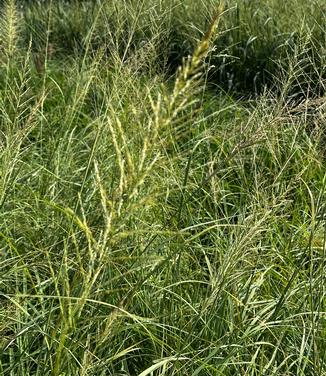 Sporobolus wrightii - Giant Sacaton from Pleasant Run Nursery