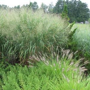 Panicum virgatum Thundercloud