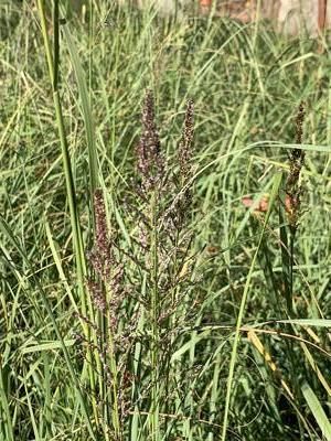 Sporobolus wrightii - Giant Sacaton from Pleasant Run Nursery