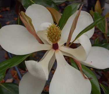 Magnolia grandiflora 'Kay Parris' - Southern Magnolia