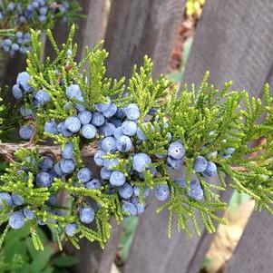 Juniperus virginiana Emerald Sentinel™