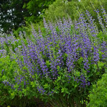 Baptisia x Decadence 'Blueberry Sundae' - False Indigo (Photo: Walter's Gardens, Inc.)