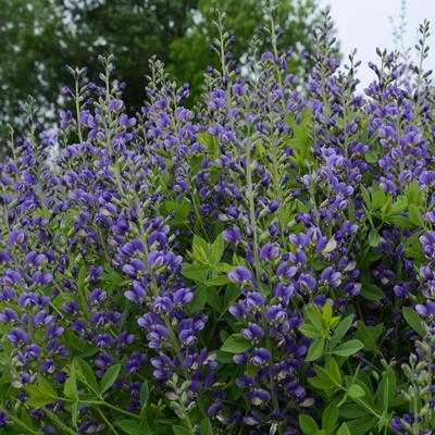 Baptisia x Decadence 'Blueberry Sundae' - False Indigo (Photo: Walter's Gardens, Inc.)y