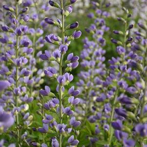 Baptisia x Decadence® 'Blue Bubbly'