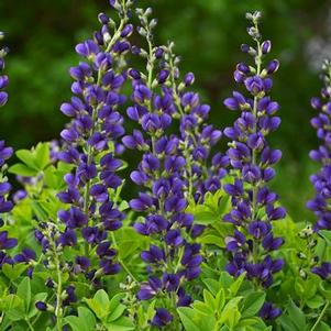 Baptisia x Decadence® 'Sparkling Sapphires'