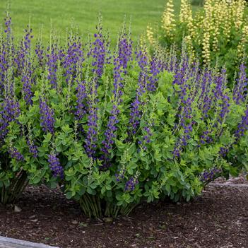 Baptisia x Decadence 'Sparkling Sapphires' - False Indigo (Photo: Walter's Gardens, Inc.)