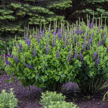 Baptisia x Decadence 'Sparkling Sapphires' - False Indigo (Photo: Walter's Gardens, Inc.)