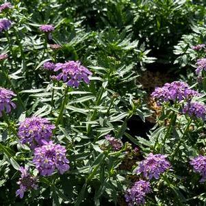 Iberis sempervirens Mermaid Lavender