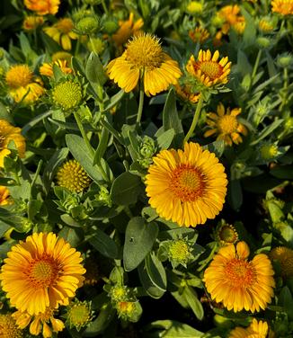 Gaillardia aristata 'Arizona Apricot' - Blanket Flower from Pleasant Run Nursery