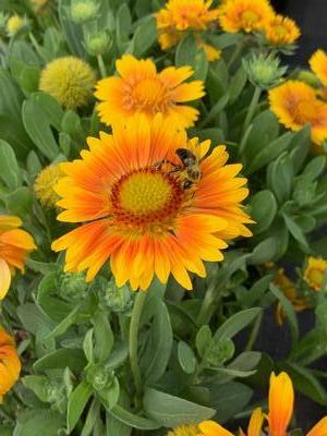 Gaillardia aristata 'Arizona Apricot' - Blanket Flower from Pleasant Run Nursery