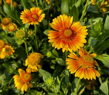 Gaillardia aristata 'Arizona Apricot' - Blanket Flower from Pleasant Run Nursery