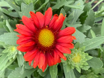 Gaillardia aristata 'Arizona Red Shades' - Blanket Flower from Pleasant Run Nursery