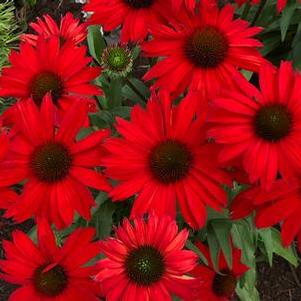 Echinacea purpurea Kismet® 'Red'