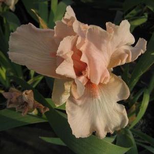 Iris germanica Beverly Sills