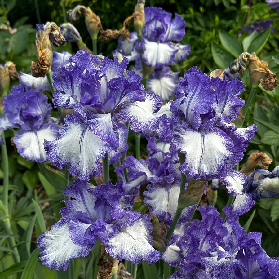 Iris germanica 'Gypsy Lord' - German Bearded Iris from Pleasant Run Nursery
