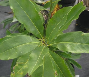 Magnolia virginiana