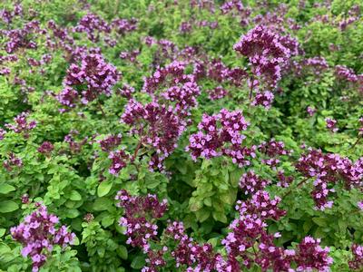 Origanum x 'Drops of Jupiter' - Ornamental Oregano from Pleasant Run Nursery