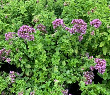 Origanum x 'Drops of Jupiter' - Ornamental Oregano from Pleasant Run Nursery