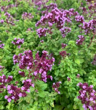 Origanum x 'Drops of Jupiter' - Ornamental Oregano from Pleasant Run Nursery