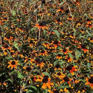 Rudbeckia triloba Prairie Glow