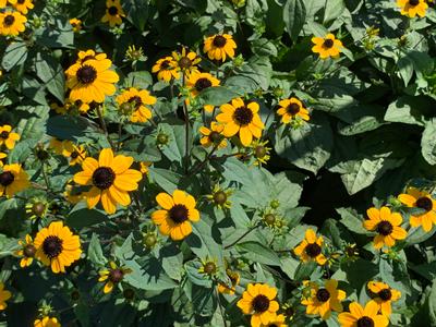 Rudbeckia triloba Blackjack Gold - Black-Eyed Susan from Pleasant Run Nursery