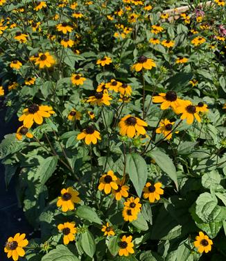 Rudbeckia triloba Blackjack Gold - Black-Eyed Susan from Pleasant Run Nursery