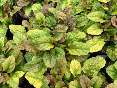 Ajuga reptans Parrot Paradise - Bugleweed from Pleasant Run Nursery