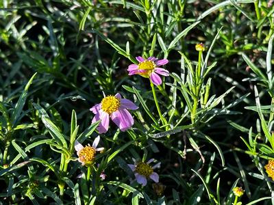 Coreopsis rosea - Tickseed Pink Threadleaf from Pleasant Run Nursery