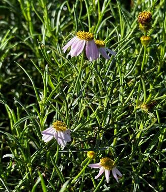 Coreopsis rosea - Tickseed Pink Threadleaf from Pleasant Run Nursery