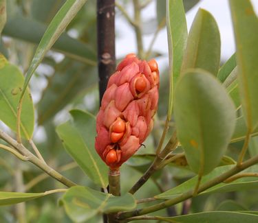 Magnolia virginiana 'Green Shadow' (formerly 'Greenbay')