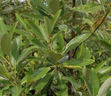 Magnolia virginiana Green Shadow - Sweetbay Magnolia 
