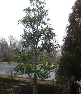 Magnolia virginiana Green Shadow