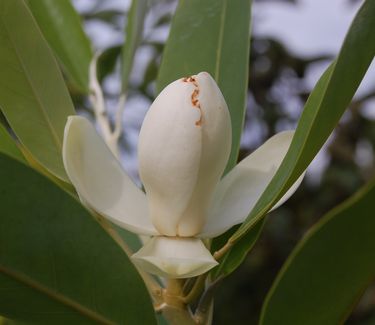 Magnolia virginiana 'Green Shadow' (formerly 'Greenbay')