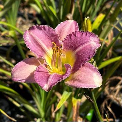 Hemerocallis Entrapment