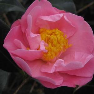 Camellia x Pink Icicle