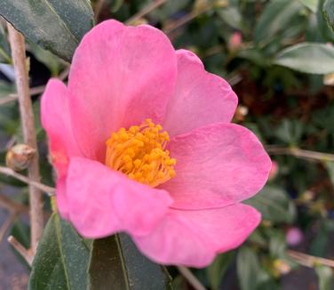 Camellia x 'Ashton's Pride' - Camellia from Pleasant Run Nursery