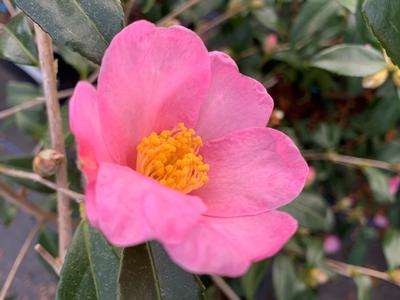 Camellia x 'Ashton's Pride' - Camellia from Pleasant Run Nursery