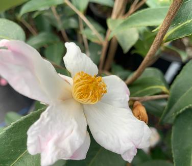 Camellia x 'Winter's Star White' - Camellia from Pleasant Run Nursery