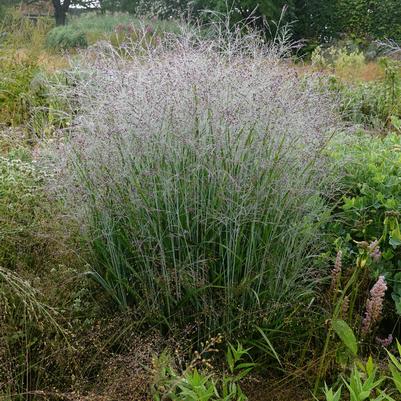 Panicum virgatum Purple Tears