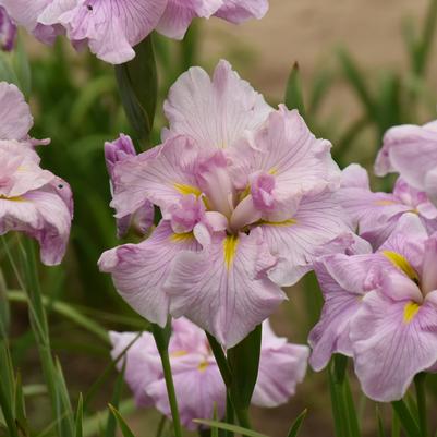 Iris ensata Pinkerton