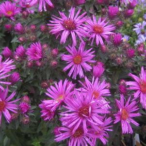 Aster novae-angliae Vibrant Dome