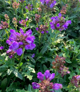 Prunella vulgaris 'Magdalena' - Self-Heal from Pleasant Run Nursery