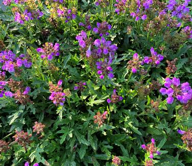 Prunella vulgaris 'Magdalena' - Self-Heal from Pleasant Run Nursery