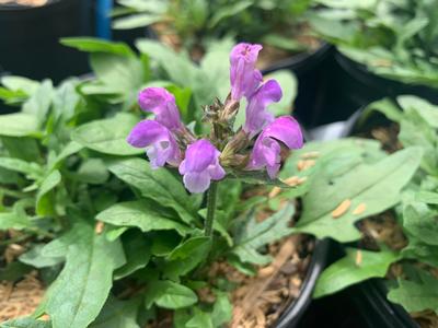 Prunella vulgaris 'Magdalena' - Self-Heal from Pleasant Run Nursery