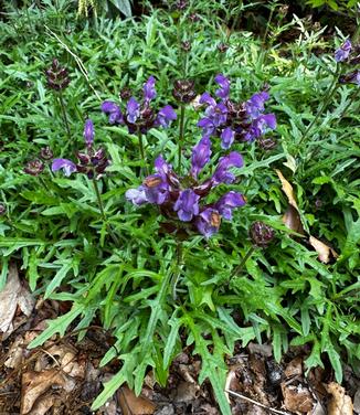 Prunella vulgaris 'Magdalena' - Self-Heal from Pleasant Run Nursery