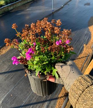 Prunella vulgaris 'Magdalena' - Self-Heal from Pleasant Run Nursery