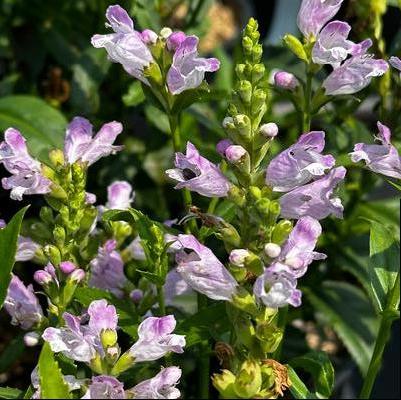 Physostegia virginiana Pink Manners